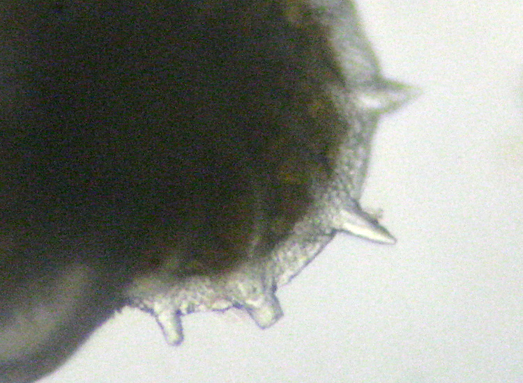 I Foraminifera come non li avevo mai visti!